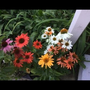 Meet your Posher, Joan